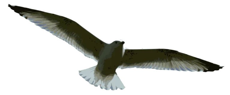 an image of a flying seagull