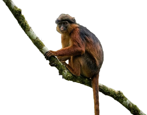 Endangered Zanzibar Red Colobus monkey (Piliocolobus kirkii) sitting on a mahogany tree branch in Jozani Chwaka Bay National Park.