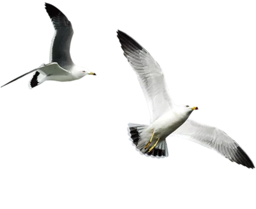 Flying Seagulls Image
