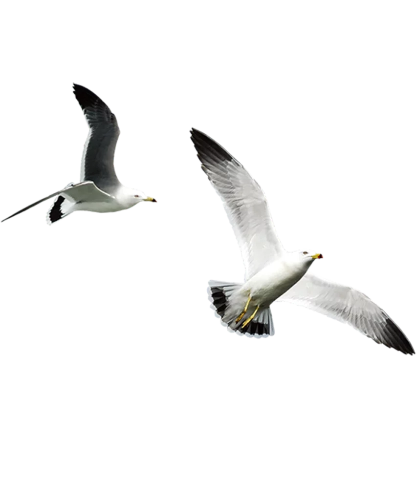 Flying Seagulls Image
