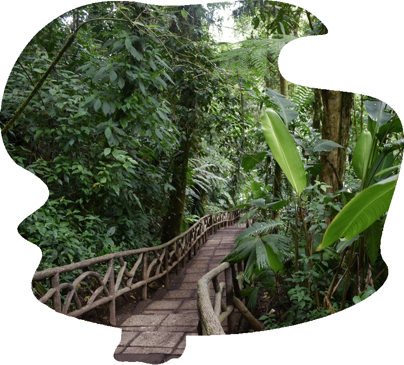 Alternative Text: Lush tropical canopy of Jozani Chwaka Bay National Park in Zanzibar featuring towering ancient mahogany trees and dense jungle vegetation.