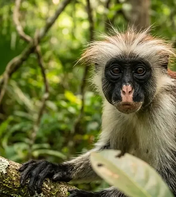 Image of red colobus monkey in jozani forest